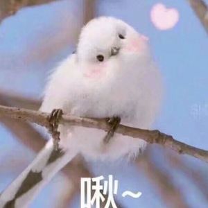 捷克街头钞能力无删减版
